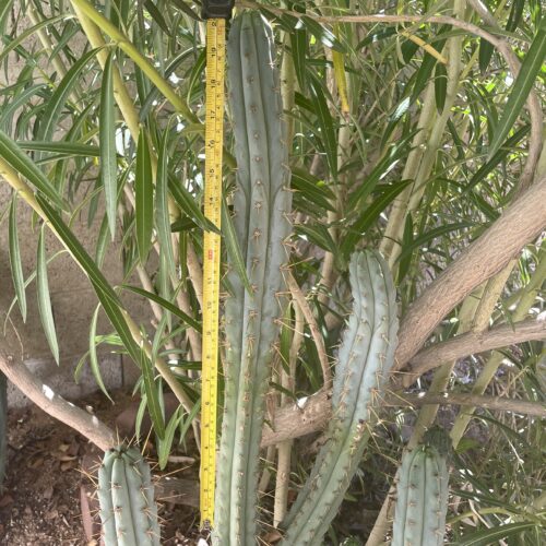 Bridgesii "Phoenix Torch" Cactus