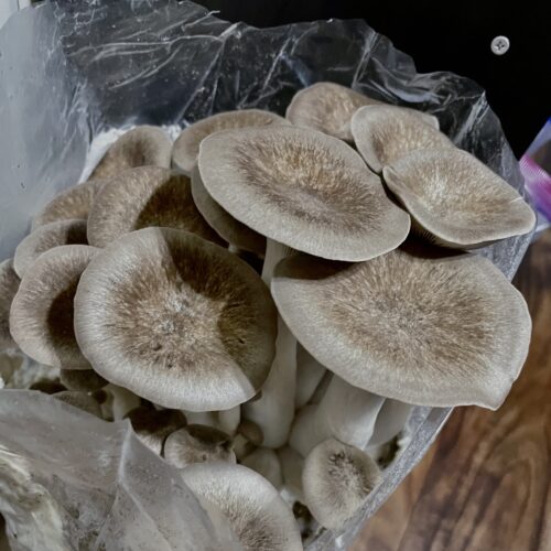 Black Pearl Oyster mushrooms fruiting