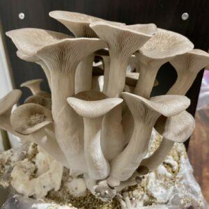 Black Pearl Oyster mushrooms fruiting