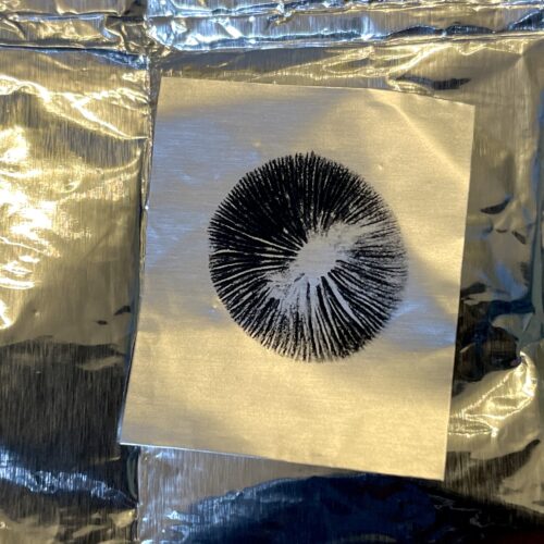 Pan Cyan "Rainbow Eucalyptus" Spore Print