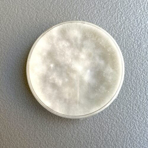 Pearl Oyster Agar Plate