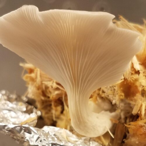 Pearl Oyster Mushroom