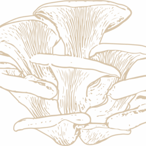 Pearl Oyster Mushroom