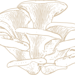 Pearl Oyster Mushroom