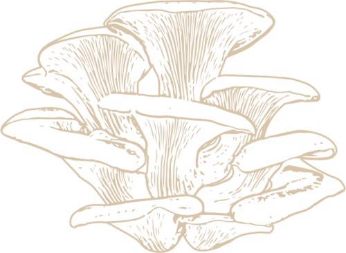 Pearl Oyster Mushroom