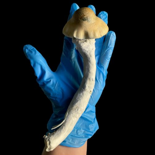 Melmac Long Boy Specimens