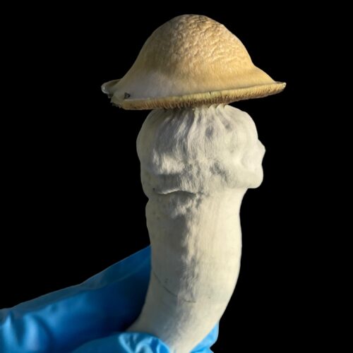 Melmac Long Boy Specimens