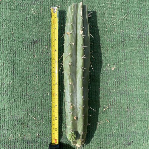 12 inch Sonoran Bridgesii Mid Cutting w/ Pup