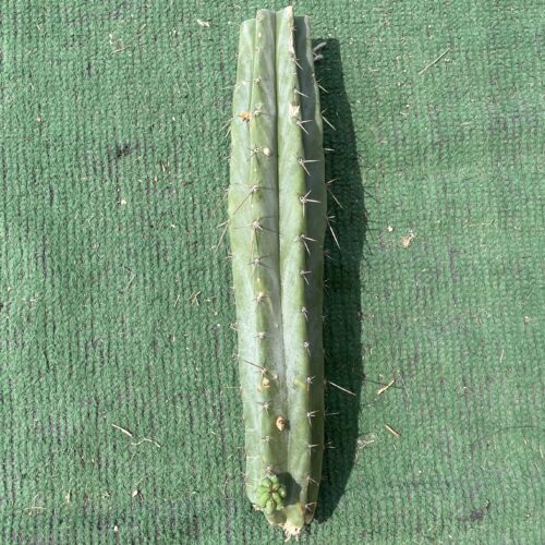 12 inch Sonoran Bridgesii Mid Cutting w/ Pup