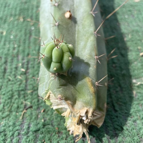 12 inch Sonoran Bridgesii Mid Cutting w/ Pup