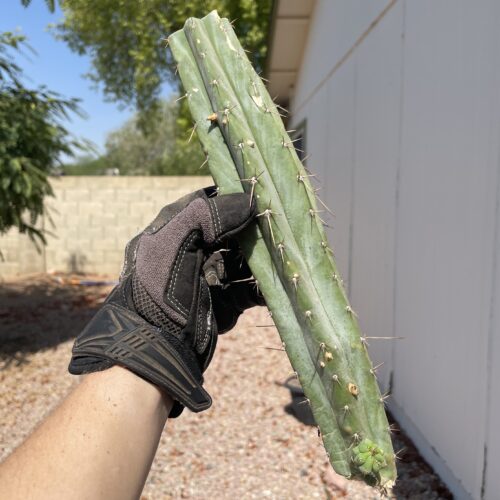 12 inch Sonoran Bridgesii Mid Cutting w/ Pup