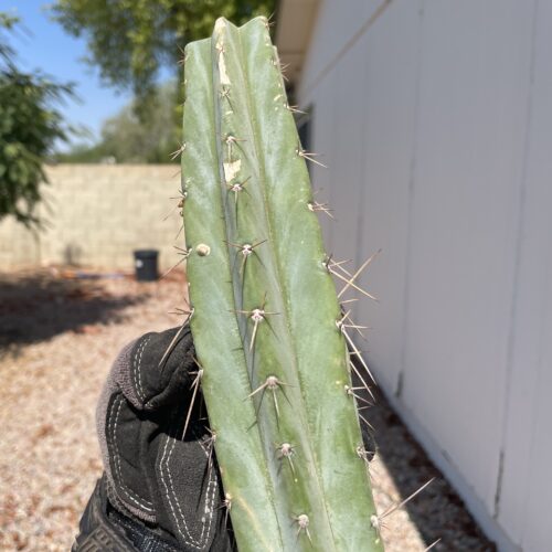 12 inch Sonoran Bridgesii Mid Cutting w/ Pup