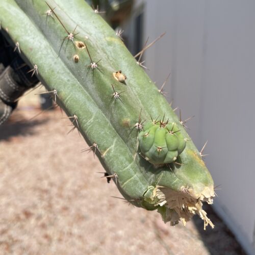 12 inch Sonoran Bridgesii Mid Cutting w/ Pup