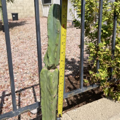 14 inch Bridgesii "Bolivian Torch" cutting