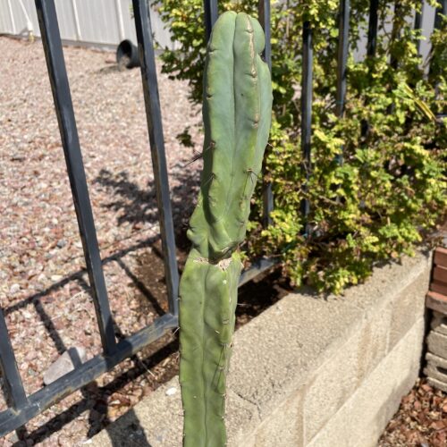 14 inch Bridgesii "Bolivian Torch" cutting