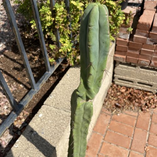 14 inch Bridgesii "Bolivian Torch" cutting