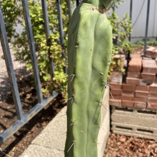 14 inch Bridgesii "Bolivian Torch" cutting