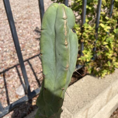 14 inch Bridgesii "Bolivian Torch" cutting