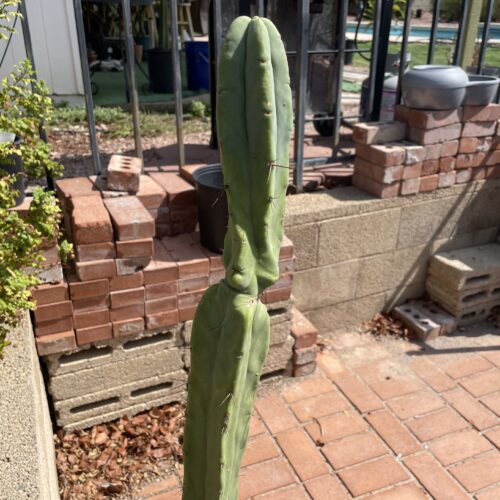 14 inch Bridgesii "Bolivian Torch" cutting