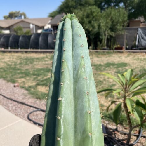 17.5 inch San Pedro "TPQC" Cutting