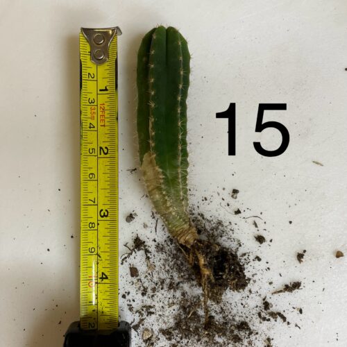 Colossus x MP Scop Seedling #15