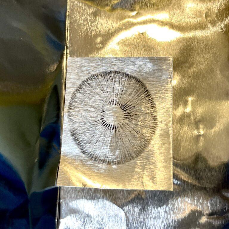 Pan Cyan "Vietnam" Spore Print