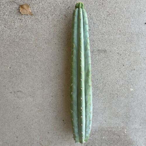 17.5 inch San Pedro "TPQC" Cutting