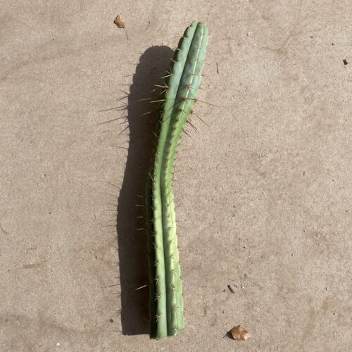 19 inch Bridgesii x Peruvian Torch hybrid cutting