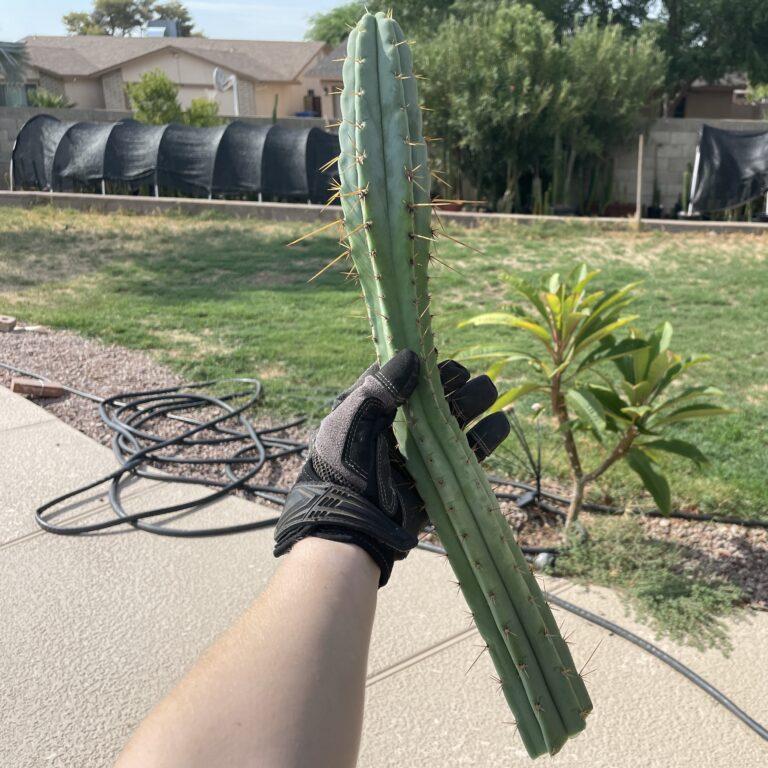 19 inch Bridgesii x Peruvian Torch hybrid cutting