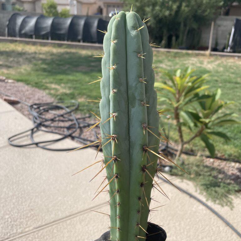 19 inch Bridgesii x Peruvian Torch hybrid cutting