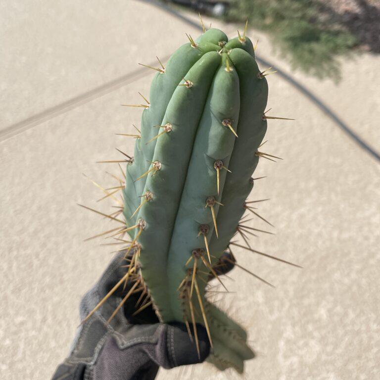 19 inch Bridgesii x Peruvian Torch hybrid cutting