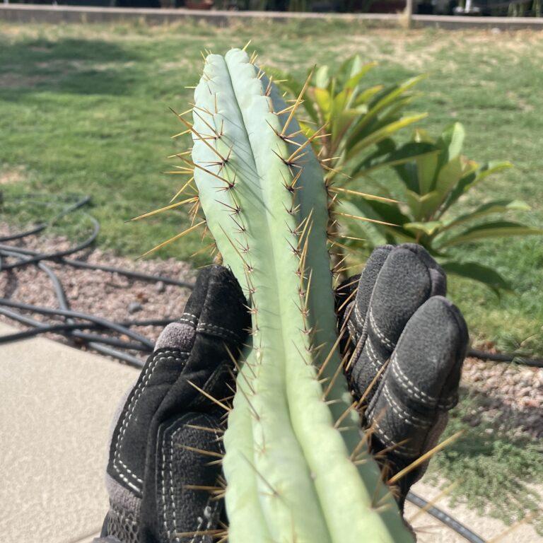 19 inch Bridgesii x Peruvian Torch hybrid cutting