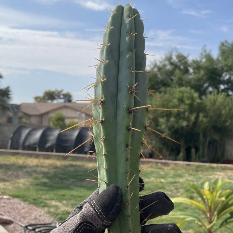 19 inch Bridgesii x Peruvian Torch hybrid cutting