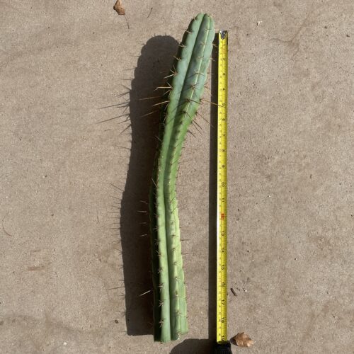 19 inch Bridgesii x Peruvian Torch hybrid cutting