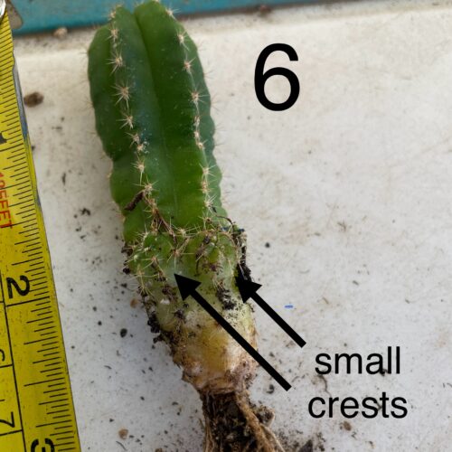 San Pedro "Oscar" x Scop Seedling #6