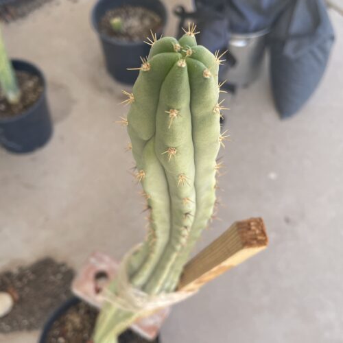 14in Bridgesii "SS02" x Peru "Serra Blue" Cutting