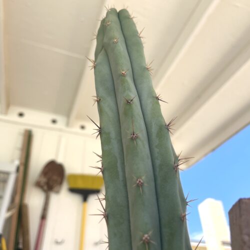 14in Bridgesii "SS02" x Peru "Serra Blue" Cutting