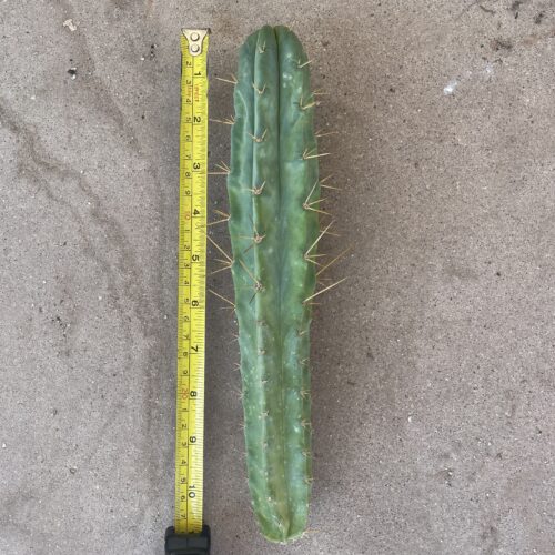 10in Bridgesii "SS02" Cutting