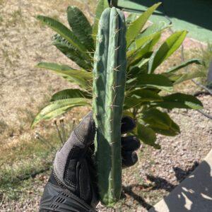 10in Bridgesii "SS02" Cutting