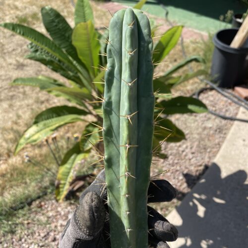 10in Bridgesii "SS02" Cutting