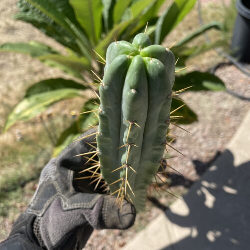 10in Bridgesii "SS02" Cutting