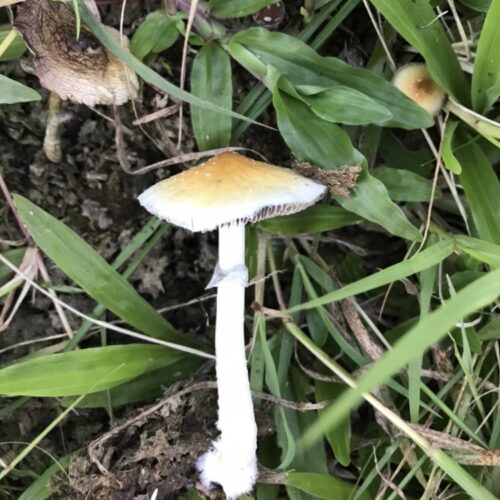 Wild Cubensis specimens collected on Virgin Gorda, BVI