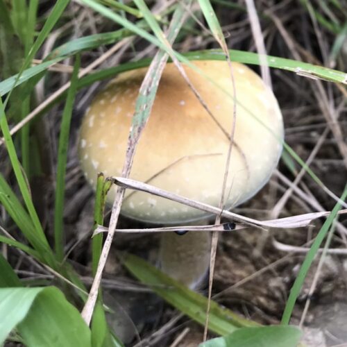 Wild Cubensis specimens collected on Virgin Gorda, BVI