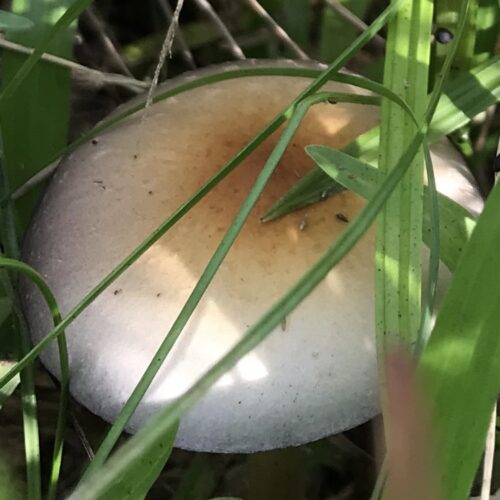 Wild Cubensis specimens collected on Virgin Gorda, BVI