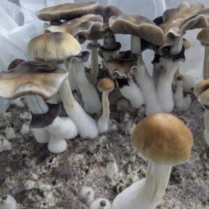 P. Cubensis "B+"