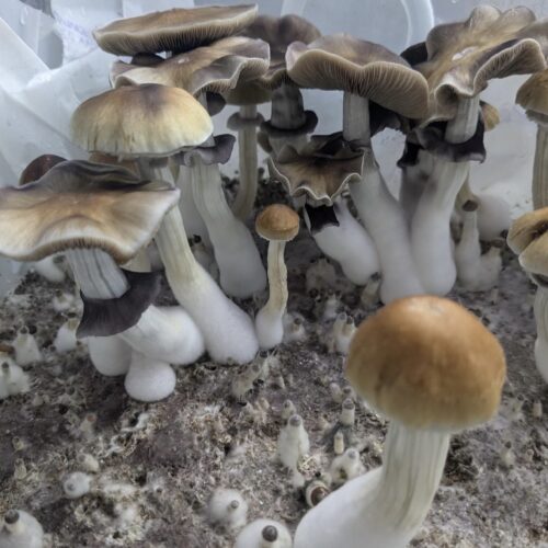 P. Cubensis "B+"