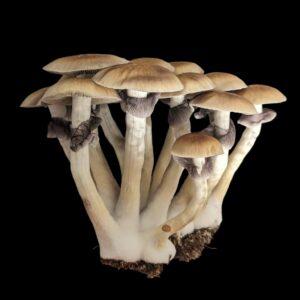 P. Cubensis "Golden Teachers" Mushrooms