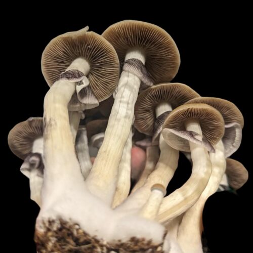 P. Cubensis "Golden Teachers" Mushrooms