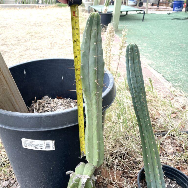 12 inch Bridgesii "Helen" Cutting