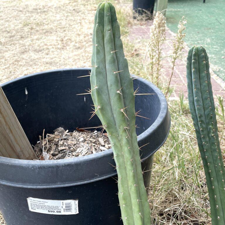 12 inch Bridgesii "Helen" Cutting